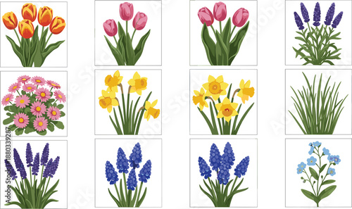 Vector illustration set of spring flowers including tulips, daffodils, lavender, daisies and grape hyacinth isolated on a white background