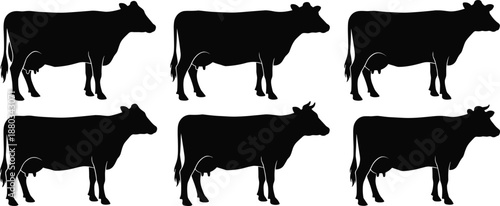 Black cow silhouettes set dairy cattle farm animal livestock illustration collection isolated white background vector design grazing rural agriculture icons