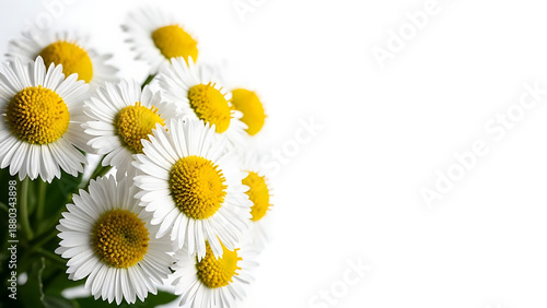 Wallpaper Mural White Daisies with Yellow Centers on White Background Torontodigital.ca