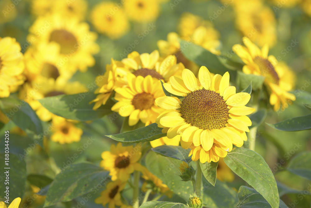 Obraz premium Vibrant field of sunflowers in full bloom, showcasing bright yellow petals and lush green leaves under warm sunlight, creating cheerful and lively atmosphere