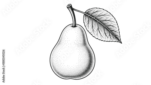 Detailed stippled pen drawing of a single ripe pear attached to a stem with a large textured leaf on a plain white background.