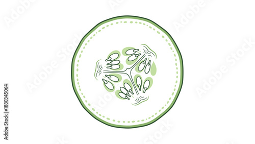 Fresh green cucumber slice cross section showing internal seeds and juicy texture in a simple hand-drawn style.