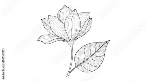 Detailed line art drawing of a magnolia flower blossom with a single leaf, isolated on a clean white background.