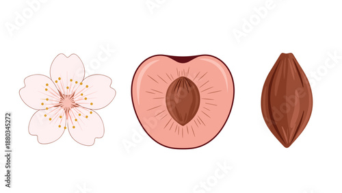 Set of botanical illustrations showing a delicate cherry blossom, a fruit cross-section, and a whole almond nut.