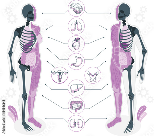 Human anatomy illustration showing internal organs from a frontal viewpoint with labeled diagrams
