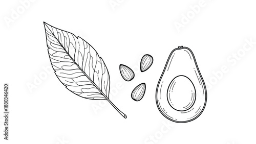 Detailed line art drawing of a long green leaf, three almond nuts, and a half of a fresh avocado on white.
