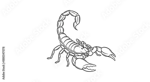 Detailed line drawing of a scorpion highlighting its segmented body and large pincers for