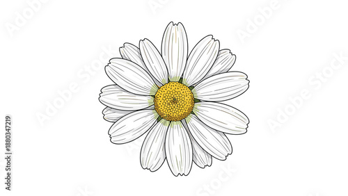 Detailed botanical illustration showcases a single white daisy flower with a vibrant yellow center isolated on a white background.