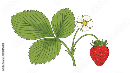 Vibrant botanical illustration shows a strawberry plant with green leaves, a delicate white flower, and a single ripe red fruit.