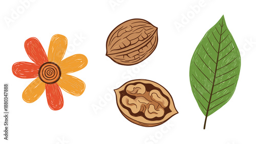 Crayon-style illustrations include a colorful orange flower, whole and halved walnuts, and a single green leaf on a plain white background.