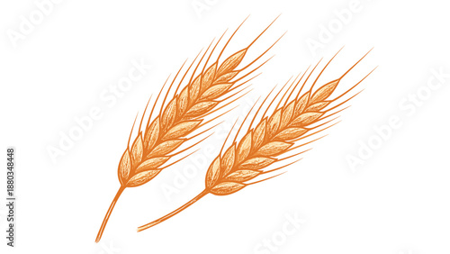 Elegant engraving-style illustration depicts two stalks of golden wheat with fine line details representing agriculture and harvest.