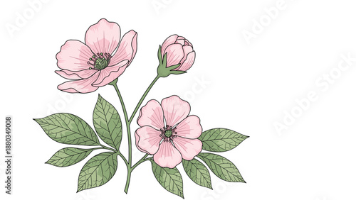Delicate botanical illustration shows a branch with two open pink wild rose flowers and a single budding blossom among green leaves.