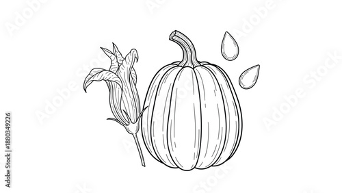 Detailed engraving-style illustration showcases a ripe pumpkin alongside a single flower blossom and two detached pumpkin seeds.