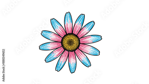 Beautiful pink and blue daisy flower isolated on white featuring detailed petal textures and a golden yellow center for design.