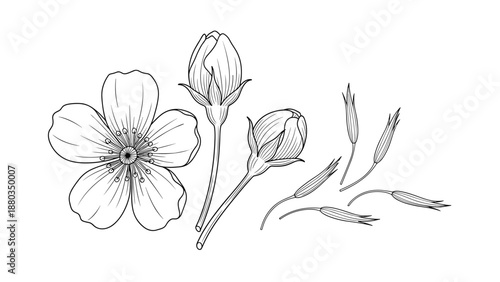 Detailed black and white line drawing of a blooming flower, two buds, and several scattered seed pods on a white background.
