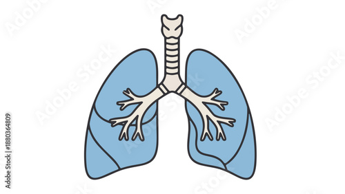 Illustration of human lungs anatomy showing trachea and bronchi in a medical diagram view