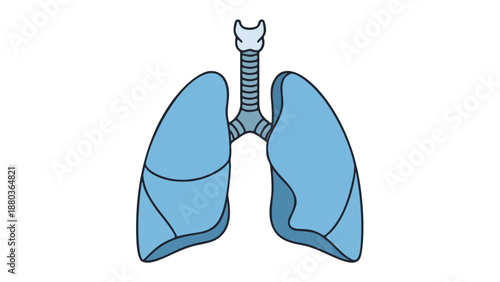 Detailed illustration of human lungs and trachea from a frontal viewpoint showcasing respiratory anatomy