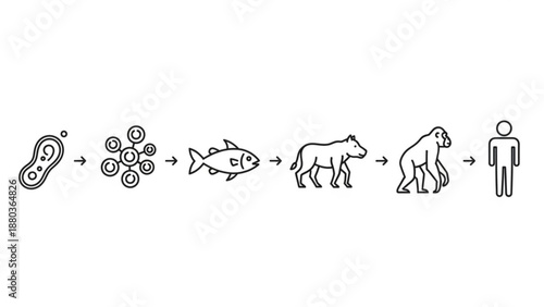 A vector graphic illustrating the evolution of life from cell to human
