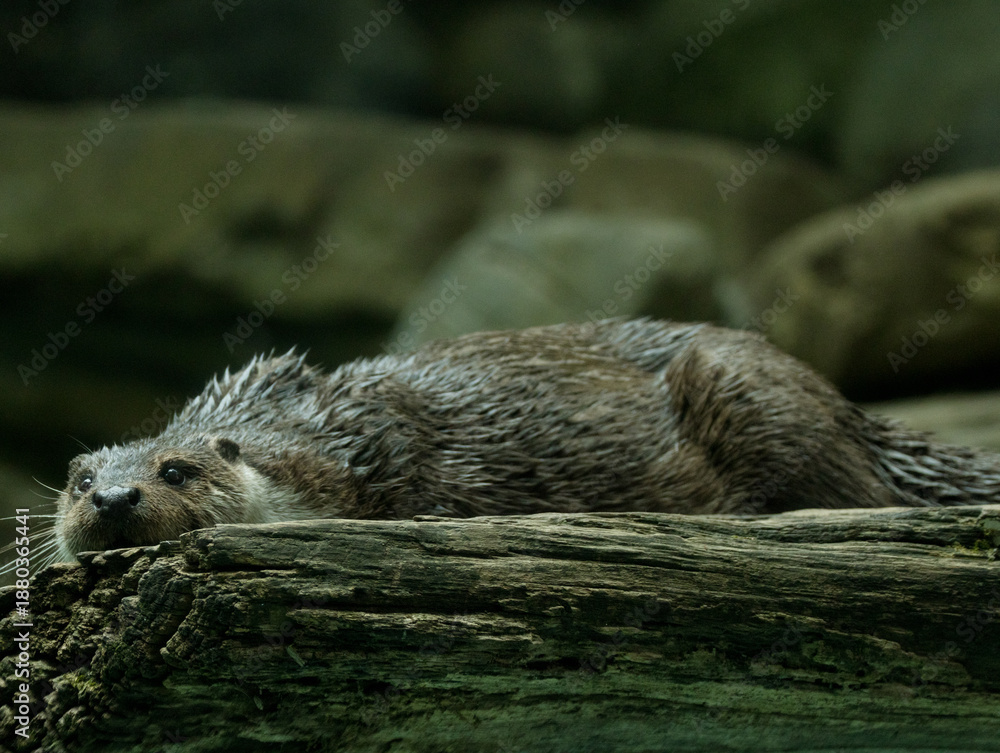 Fototapeta premium Loutre d'Europe