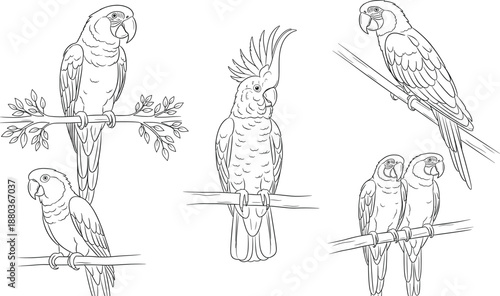 Hand-drawn parrot and cockatoo bird illustrations perched on branches for wildlife art, coloring pages, and nature design projects