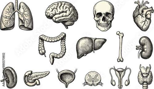 Vintage human anatomy organs illustration set, detailed engraved medical drawings, brain heart lungs skeleton liver kidney, educational science artwork