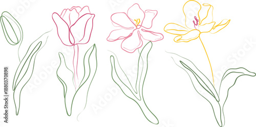 set of icons of the stages of opening tulips on stems with leaves and petals in line art style in various pastel colors on a white background, for branding and identity