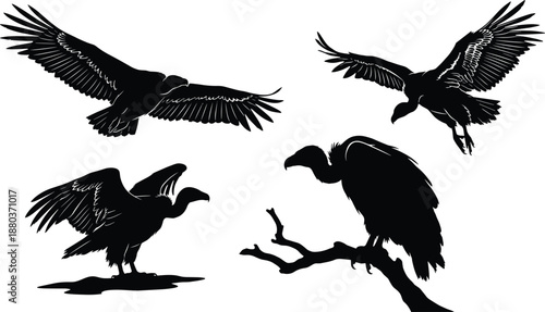 Vulture bird silhouettes, flying landing perched wings spread isolated white background wildlife illustration vector set collection nature predator scavenger birds