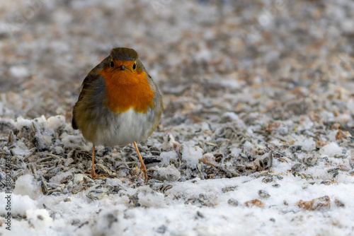 Ein Rotkehlchen in der Frontale sucht auf gefrorenem Boden nach Sonnenblumenkerne