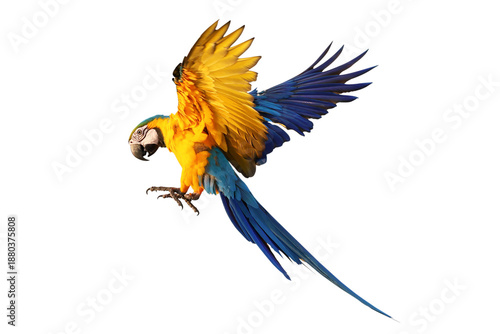 Beautiful Blue and Gold Macaw your wings and fly isolated on transparent background png file © Passakorn