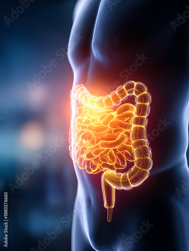 Illuminated human digestive system