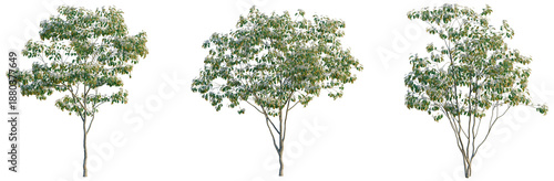 Fotografie Cornus kousa tree, front view, cutout, transparent background, isolate, Elevatio