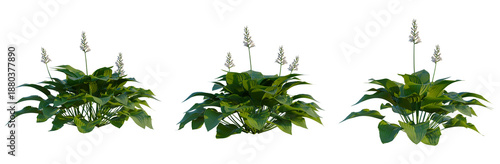 Foto Hosta plantaginea tree, front view, cutout, transparent background, isolate, Ele