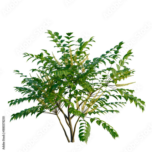 Fényképezés Mahonia japonica tree, front view, cutout, transparent background, isolate, Elev