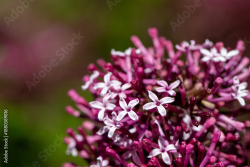 Close-Up Of Pink And Purple Lilac Flowers With Bee On Bloom