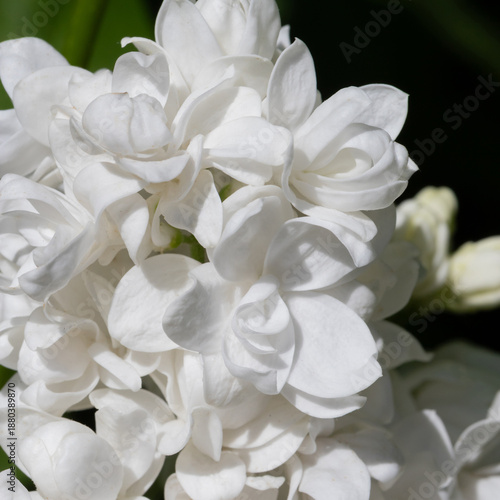 White Lilac Close-Up Bouquet: Soft, Delicate Bloom for Wedding, Garden, and F...