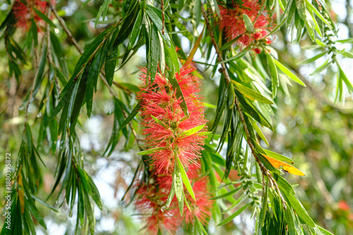Vászonkép Red bottlebrush tree or Callistemon citrinus 'Splendens' flower close up