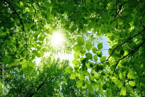 Sunlight Streaming Through Green Leaves Creating an Ethereal Canopy with a Bright Blue Sky Peeking Through a Relaxing Nature Scene on a Sunny Day