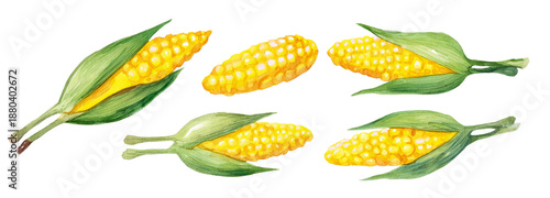 Wallpaper Mural Fresh corn cobs transparent background food illustration nature scene Torontodigital.ca