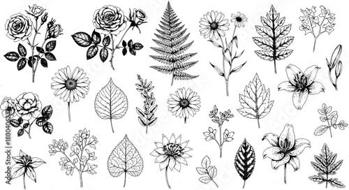 Botanical line art illustrations of flowers and leaves