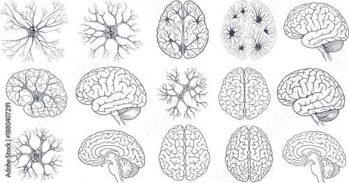 Detailed vector brain illustrations set