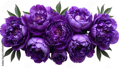 A stunning horizontal arrangement of deep purple peonies against a stark black background.