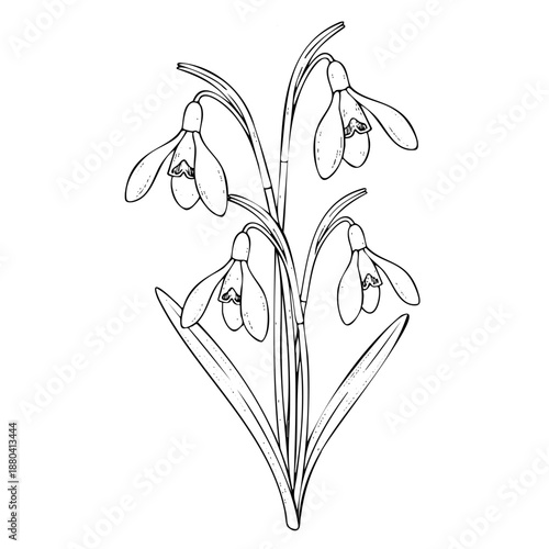 Clean black and white vector illustration of blooming snowdrop flowers Galanthus. Minimalist botanical line art for spring greeting cards, wedding invitations, and nature design.
