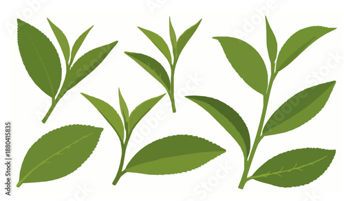 Green tea leaves vector collection isolated on white background
