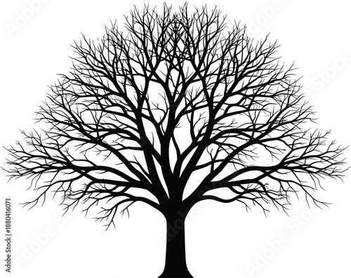 Detailed black silhouette of a large leafless deciduous tree, winter oak branches, nature isolated on white, landscaping design, and environment.