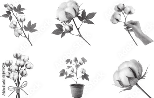 Black and white cotton flower illustration set featuring branches, bouquets, potted plant, and hand holding cotton boll. Botanical collection with soft natural textures and minimal style. Perfect for 