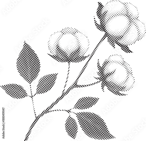 Black and white cotton flower illustration set featuring branches, bouquets, potted plant, and hand holding cotton boll. Botanical collection with soft natural textures and minimal style. Perfect for 