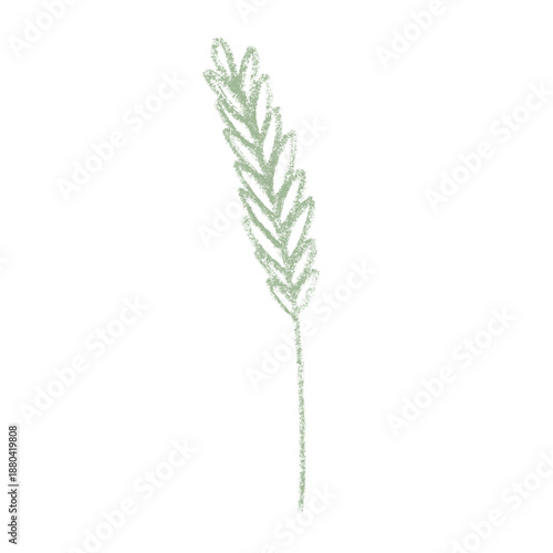 Hand drawn cereal wheat oat rye barley rice ears spikelet clipart Organic wheat bread agriculture farming harvest healthy food Single element for print packaging label design decor