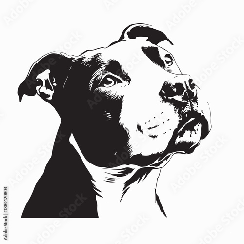 Pitbull Cropped Ears Image Vector Isolated on White Background