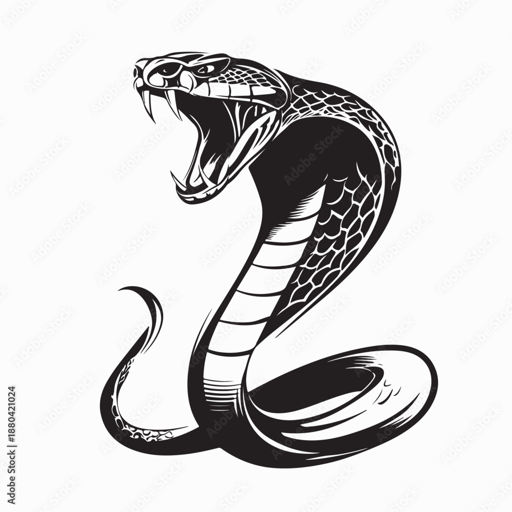 Fototapeta premium A snake attacking with its mouth open image vector on white background