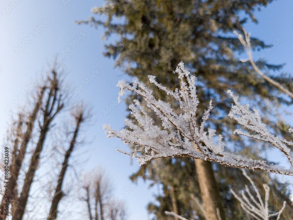 Obraz premium Frozen Branches Against Clear Blue Sky
